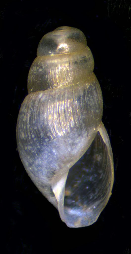 un aiuto per l''identificazione